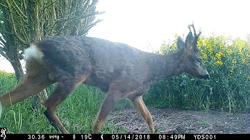 Browning trail camera dark ops