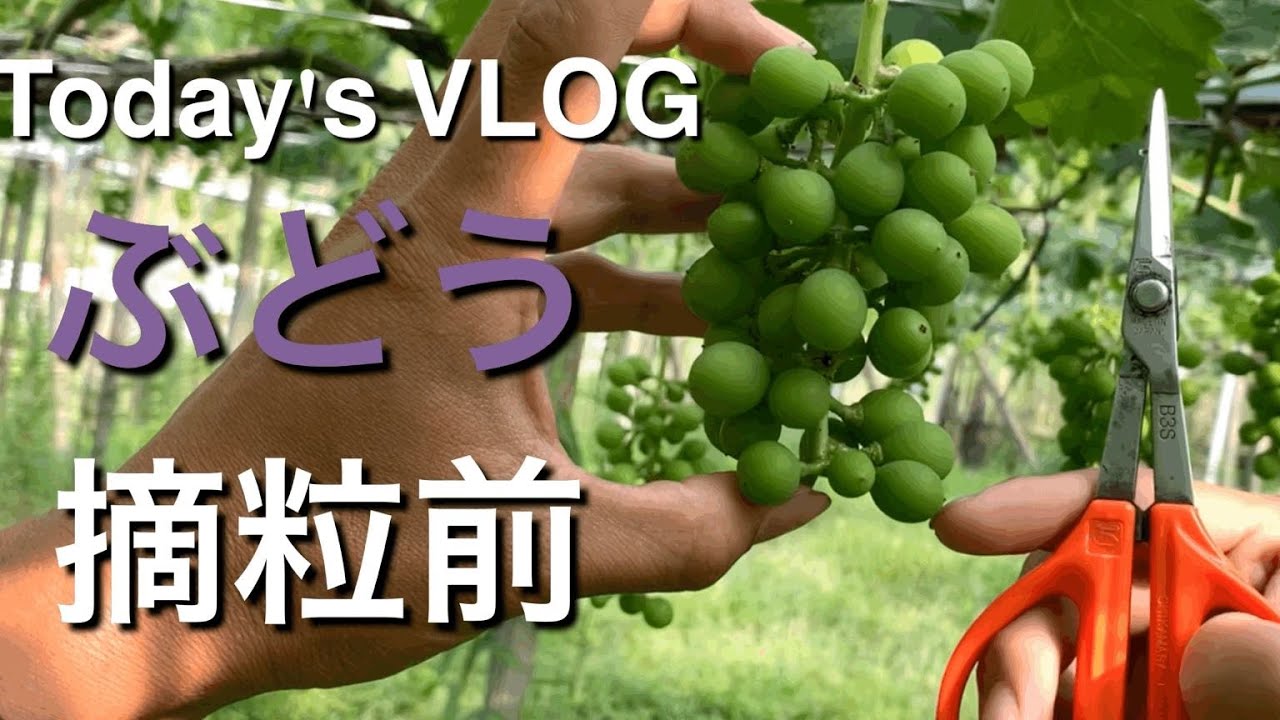 VLOG 摘粒前の軸長合わせ(種なしぶどう) 林ぶどう園 2020/06/04
