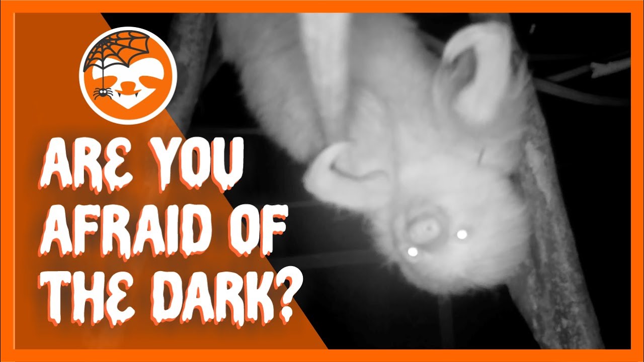 SPOOKY Sloths for SlothOween | The Sloth Conservation Foundation