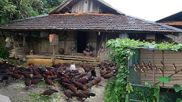 Lên Nhà Chú Có Rất Nhiều Gà Rừng Chim Đẹp | Dân Tộc Tây Bắc Tv