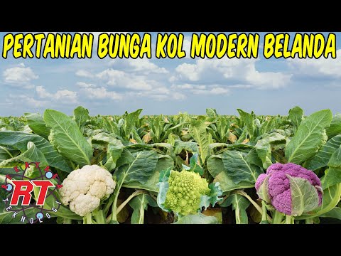 Video: Ulasan tentang pemberi pinjaman pribadi: siapa yang mengambilnya dan di mana, fitur, manfaat, kiat agar tidak tertipu oleh tipuan penipu