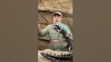 Chameleon: Nature’s Master of Illusion 🌈✨