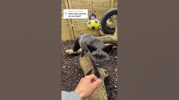 ALL MY PETS IN ONE VIDEO! 🦊 i have exciting news about the animal sanctuary coming this week! 💕 i