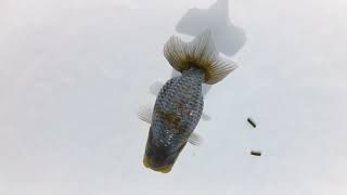 DSCF4590