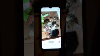 2 Kız 1 Erkek Var Yavru Bunlarda Yeni