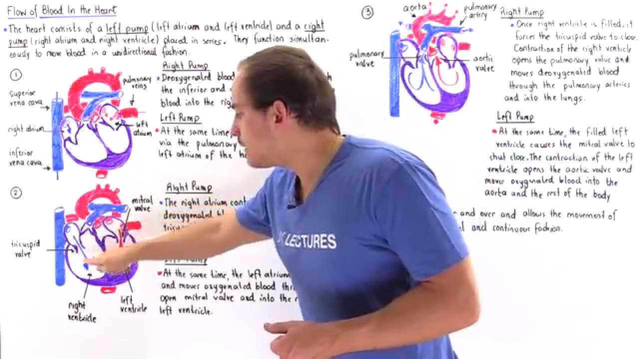 Blood Flow in the Heart