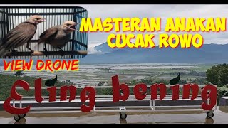 masteran anakan atau trotolan cucak rowo