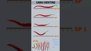 types of curly red chilies