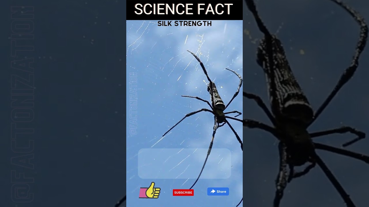 Unbelievable Spider Silk: The Future of Indestructible Materials! 