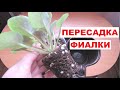 Идеальная пересадка фиалки/ Золотое правило пересадки🍃