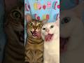 😹 Cats Doing Cats Things 😹 #shorts #funnycat #fyp