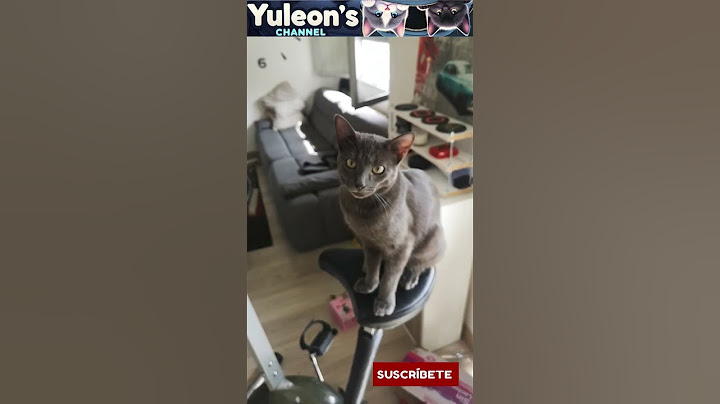 Este gato no juega... nació para conquistar el mundo 🐾