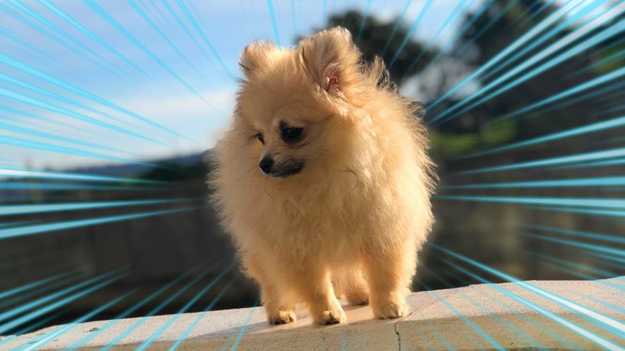 O MEU NOVO ANIMAL DE ESTIMAÇÃO!!!