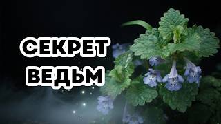 Будра Плющевидная Этот Сорняк Очистит Ваши Легкие И Лимфу.