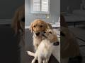 You got this! ❤️ #puppy #goldenretriever #puppyvideos #dog