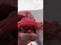 صيد السمك في الجزائر La Pêche En Algérie Un Bon Double ميرو خشين مخرشف 2025 صيد السمك في الجزائر La Pêche En Algérie Un Bon Double ميرو خشين مخرشف 2025