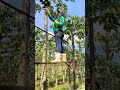 mamão alto #roca #gardenvlog #fruit #papayagarden #automobile #mango