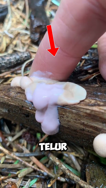 Benda Ini Bisa Ngeluarin Cairan Saat Dipencet!? #faktaunik #shorts #jamur
