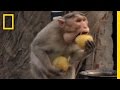 Monkey Thieves Raid People's Homes | National Geographic