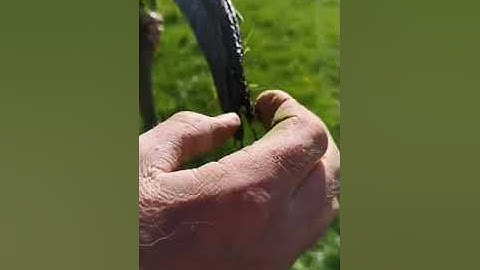 Cutting Grass with a Scythe