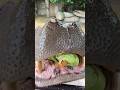 hippo eating #short #viral #animals