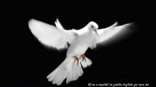 Fratii De La Toflea Mp3