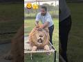King 👑 lion ko tang lga k full Pakistani bana diya 🤪#animals #animalworld #babyanimals 😉😉