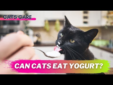 Video: Kan katter äta yoghurt?