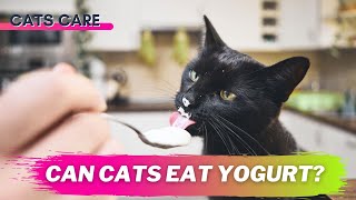 Can Cats Eat Yogurt? Is This Safe For Cats?