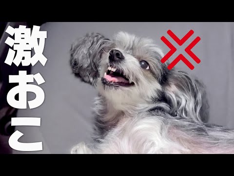 久しぶりに会う家族には態度がでかい犬【チャイクレ】