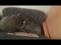 two small raccoons playing