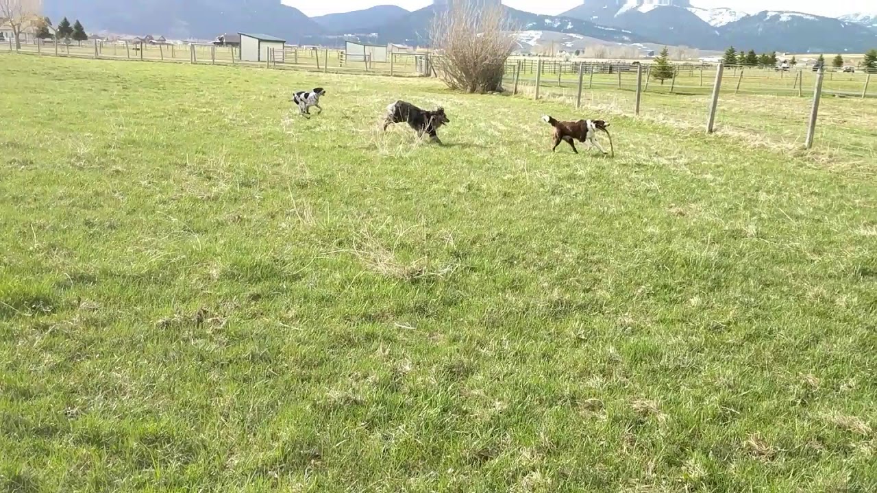 Border Collie Won't Share His Stick Kennels West Dog Boarding