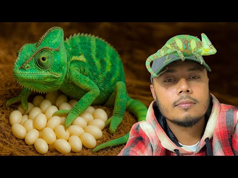 Trying to hatch a chameleon egg for the first time - will it succeed?
