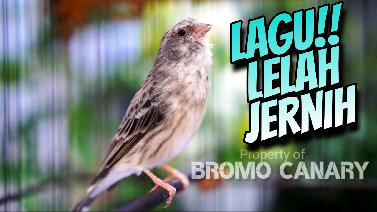 EDEL SANGER GACOR LAGU LELAH SUARA JERNIH AMPUH buat  MASTERAN