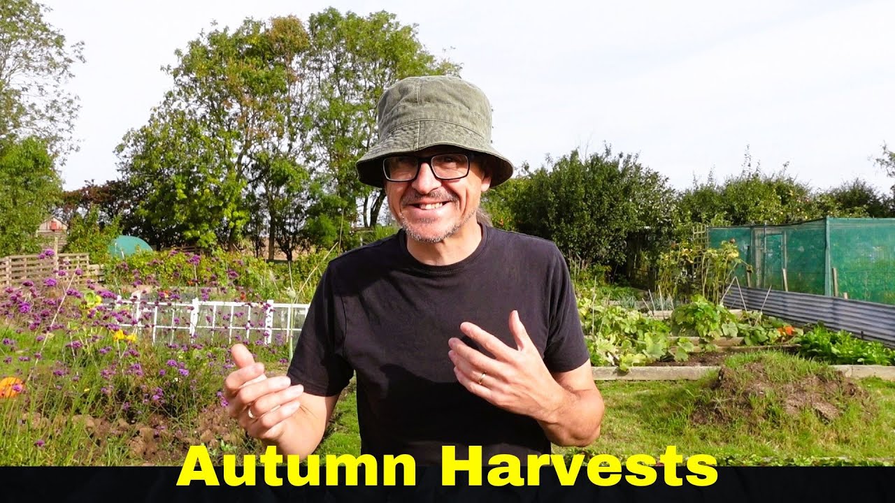 Allotment Harvest Time - Autumn Is Here - Sweetcorn, Squash, Green Beans, Pears, Plums - Busy Times