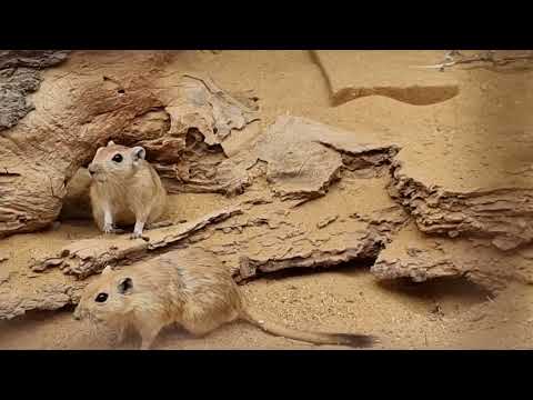 Fat sand rats
