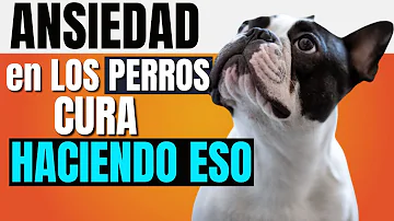 ¿Cómo son los ataques de ansiedad canina?