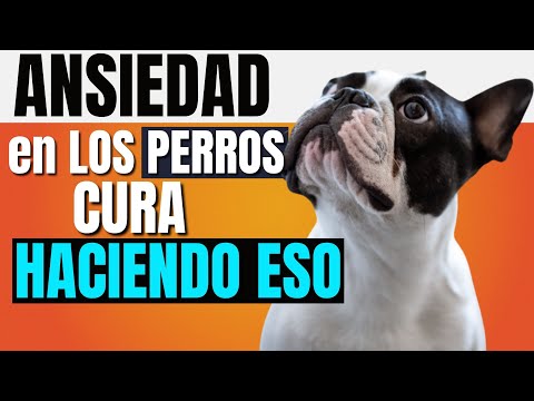 Video: Cómo ayudar a un perro con ansiedad de separación