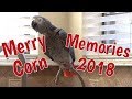 Einstein's Merry Corn Memories of 2018