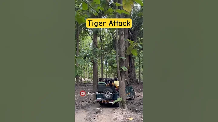 Tiger Attack 😱 Jim Corbett National  Park - #shorts #jimcorbett #tiger
