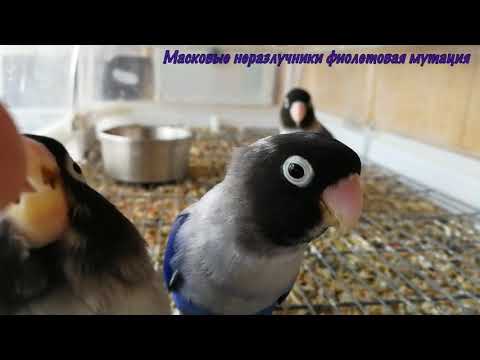 Масковые неразлучники фиолетовая мутация