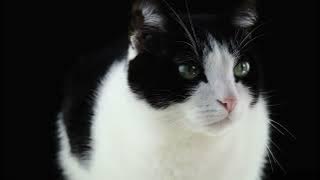 suara kucing betina memanggil jantan untuk kawin