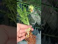 🌱🌱Black Channa Plants 🌱🌱#cockatiel #NatureLover💚 #shortsfeed