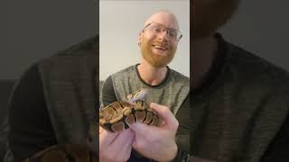 Ball Python UNBOXING Episode 1