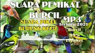 Suara Burung Pikat Burcil Paling Dicari,Rekomendasi 2021!