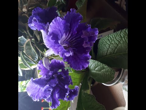 Streptocarpus SKRĘTNIK kwitnienie