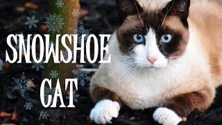 Snowshoe  Everything about these gorgeous cats