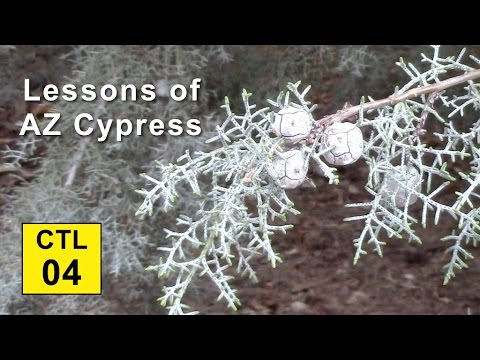 Video: Cypress (67 Photos): Caring For Spruce At Home. Characteristics Of New Year And Pea Cypress, Thuose And Other Species And Varieties