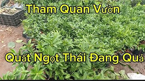 Người Mới Tập Trồng Cây Nền Trồng Cây Quất Ngọt Vì Cây Quất Dễ Trồng Và Chăm Sóc