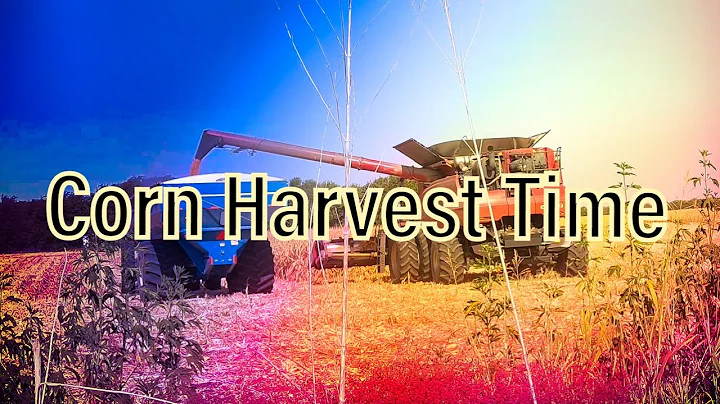 Corn Harvest Time!